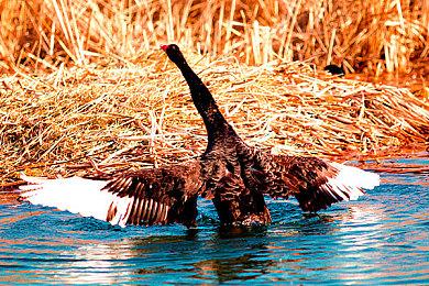 因审核限制 《战争机器：重装上阵》取消PS5日版发行